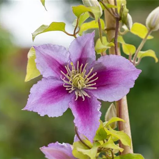 Clematis 'Piilu' Clematis 'Piilu'
