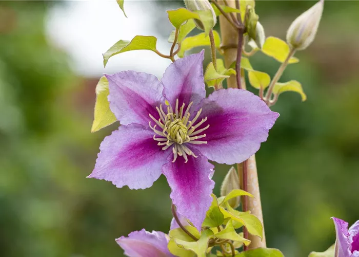 Clematis 'Piilu'