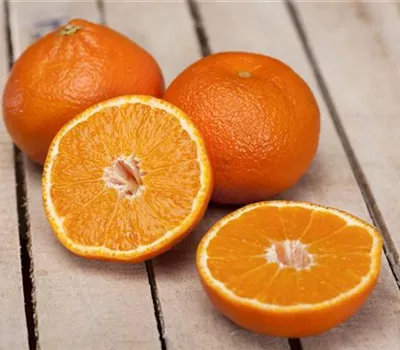 Citrus sinensis CAC Citrus sinensis CAC