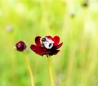 Cosmos atrosanguineus Cosmos atrosanguineus
