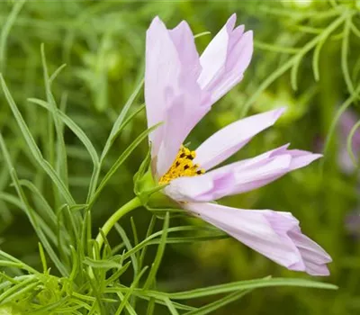 Cosmos bipinnatus