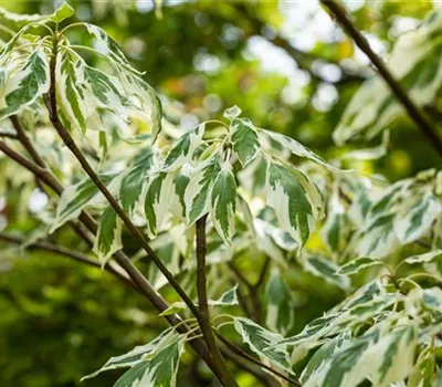 Cornus controversa 'Variegata' Cornus controversa 'Variegata'