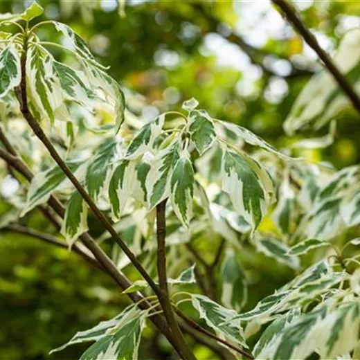 Cornus controversa 'Variegata' Cornus controversa 'Variegata'