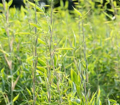 Fargesia species 'Blue Lizard' -R- Fargesia species 'Blue Lizard' -R-