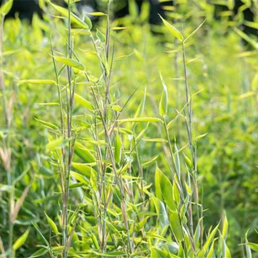 Fargesia species 'Blue Lizard' -R- Fargesia species 'Blue Lizard' -R-