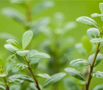 Ilex crenata 'Robustico'