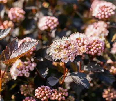 Physocarpus opulifolius 'Tiny Wine' -R-