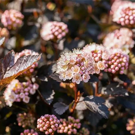 Physocarpus opulifolius 'Tiny Wine' -R-
