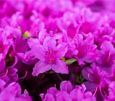 Rhododendron obt.'Lady Dark' -R- Rhododendron obt.'Lady Dark' -R-