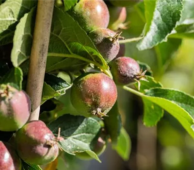 Malus Säule "Blue Moon"