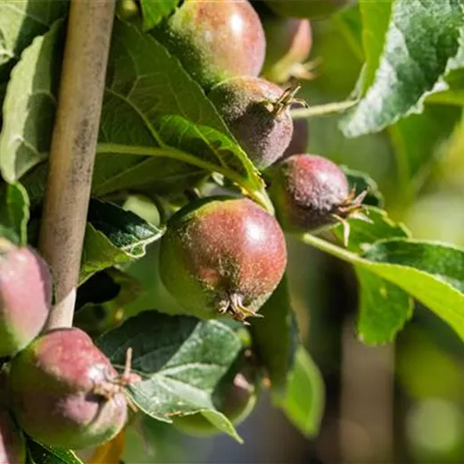Malus Säule "Blue Moon"