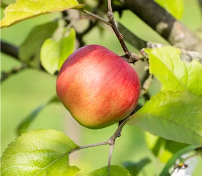 Malus "Crony" Sorte Dicovery