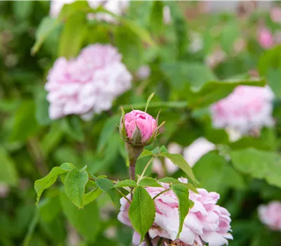Rosa 'Jacques Cartier' STR