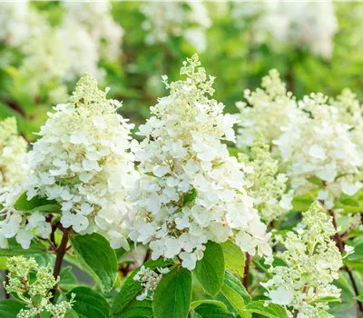 Hydrangea panic. 'Baby Lace'