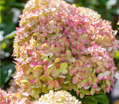 Hydrangea panic. 'Fire Light' -R-