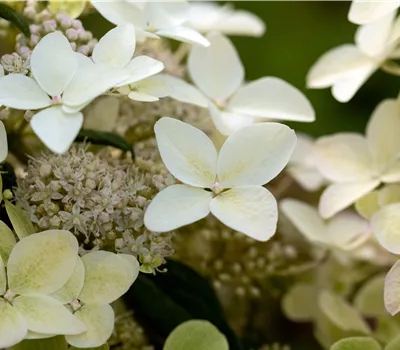 Hydrangea panic. 'Confetti'