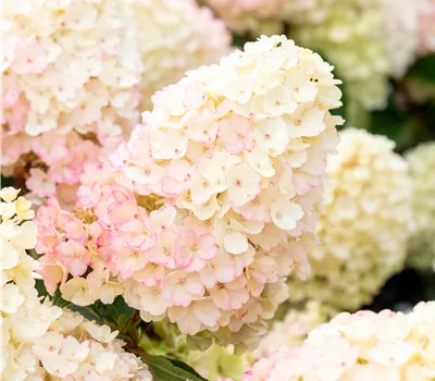 Hydrangea panic. 'Living Little Blossom' weissrosa