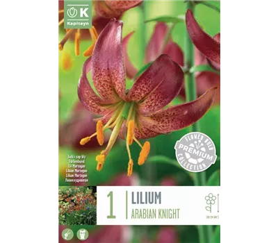 Lilium martagon 'Arabian Knight'