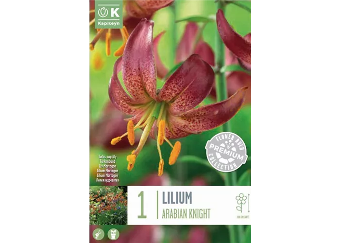 Lilium martagon 'Arabian Knight'