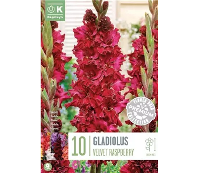 Gladiolus 'Velvet Raspberry'