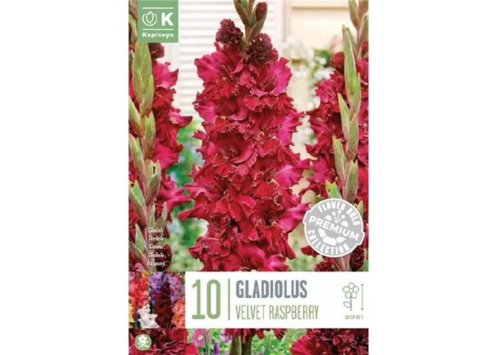Gladiolus 'Velvet Raspberry'