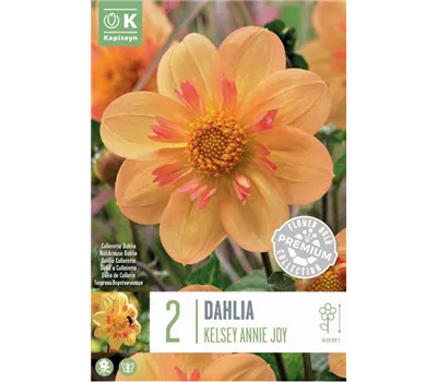 Dahlia 'Kelsey Annie Joy'