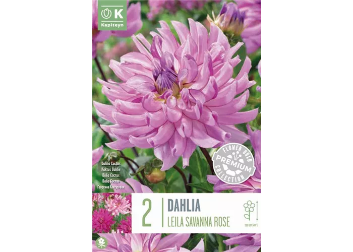 Dahlia 'Leila Savannah Rose'