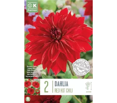 Dahlia 'Red Hot Chili'