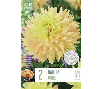 Dahlia 'Xanthe'