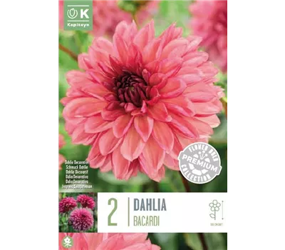 Dahlia decorative 'Bacardi'