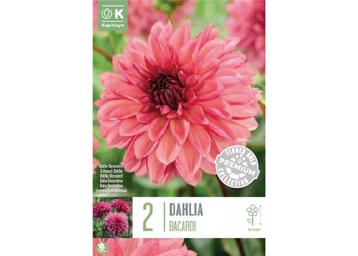 Dahlia decorative 'Bacardi'