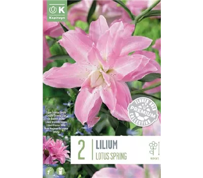 Lilium oriental 'Double Lotus Spring'