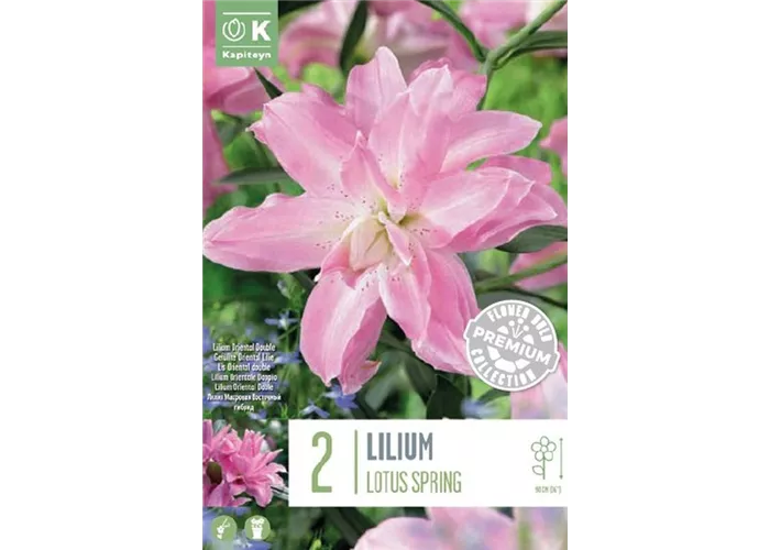 Lilium oriental 'Double Lotus Spring'
