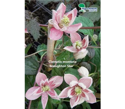 Clematis montana 'Broughton Star' Clematis montana 'Broughton Star'