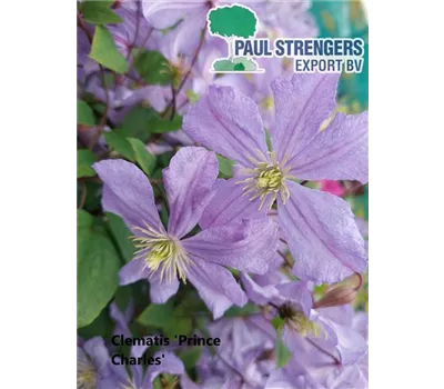 Clematis viticella 'Prince Charles' Clematis viticella 'Prince Charles'