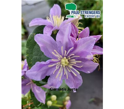 Clematis 'Justa'