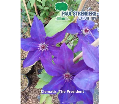 Clematis 'The President'