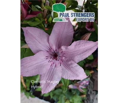 Clematis 'Hagley Hybrid'