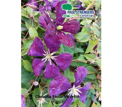 Clematis viticella 'Etoile Violette' Clematis viticella 'Etoile Violette'