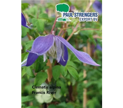 Clematis alpina 'Frances Rivis'
