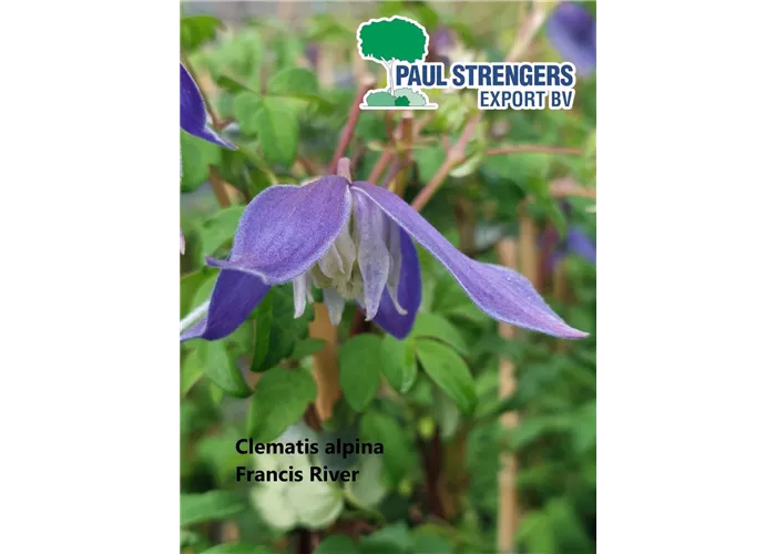 Clematis alpina 'Frances Rivis'