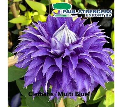 Clematis 'Multi Blue'