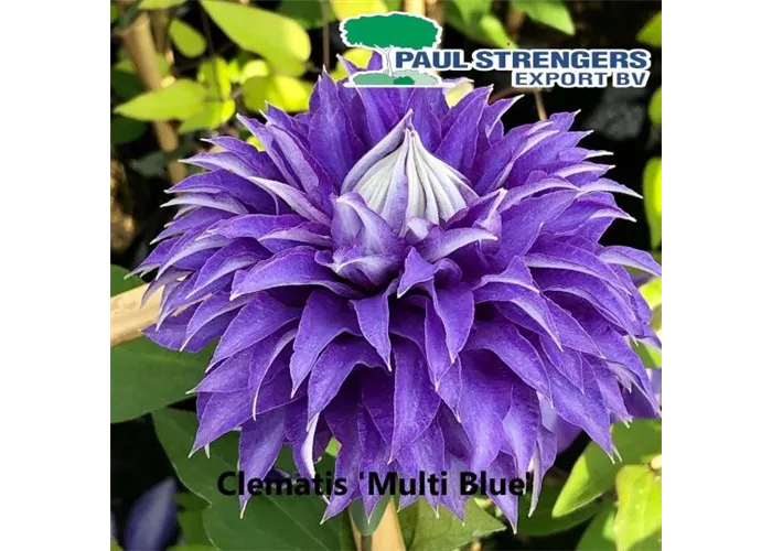 Clematis 'Multi Blue'