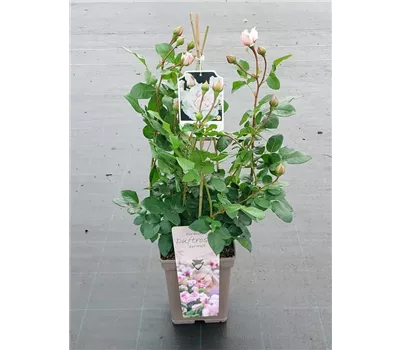 Rosa 'Constance Mozart' -R- BT