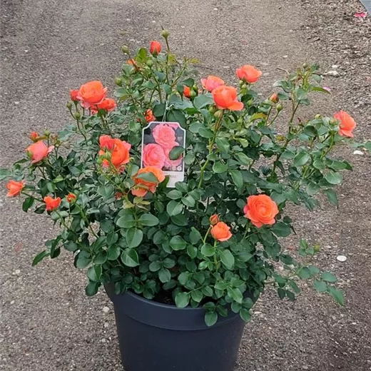 Rosa 'Coral Lions-Rose' -R- BT