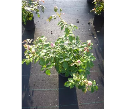 Rosa 'Eden Rose '85' -R- STR