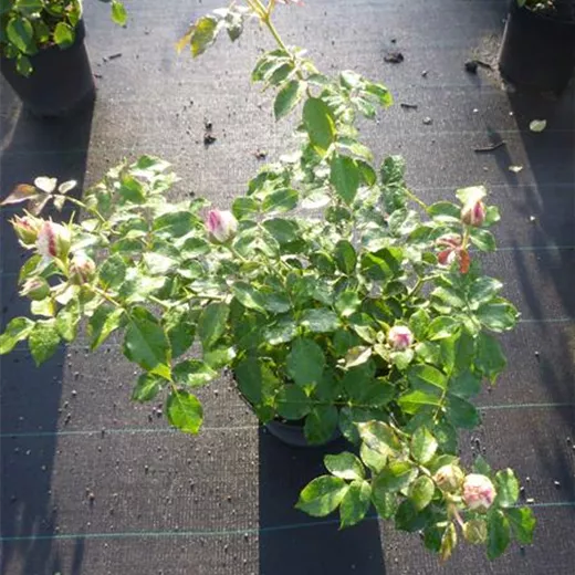 Rosa 'Eden Rose '85' -R- STR