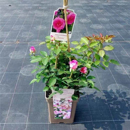 Rosa 'Fräulein Maria' -R- BT Rosa 'Fräulein Maria' -R- BT