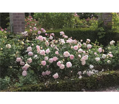 Rosa 'Gentle Hermione' -R- STR