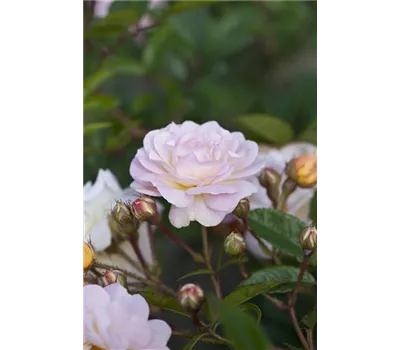 Rosa 'Ghislaine de Feligonde' KL